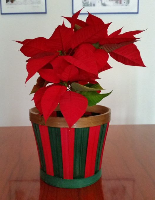 Euphorbia pulcherrima